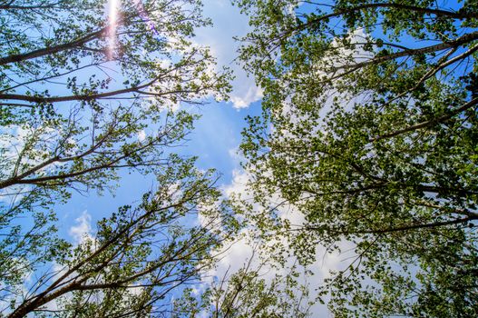 spring landscape of trees against the sky. For your commercial and editorial use.