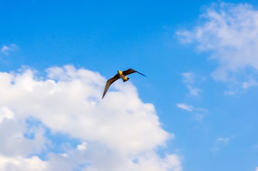 A seagull, soaring in the blue sky