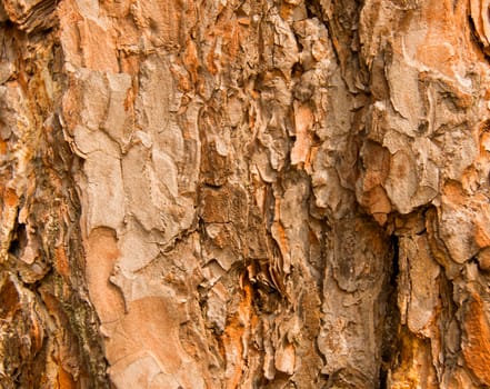 Bark of Pine Tree. For your commercial and editorial use.