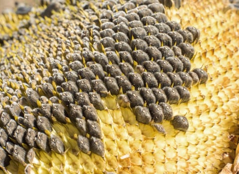 Sunflower with Black Seeds Close-Up. For your commercial and editorial use.