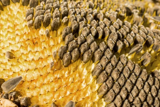 Sunflower with Black Seeds Close-Up. For your commercial and editorial use.