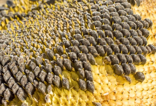 Sunflower with Black Seeds Close-Up. For your commercial and editorial use.