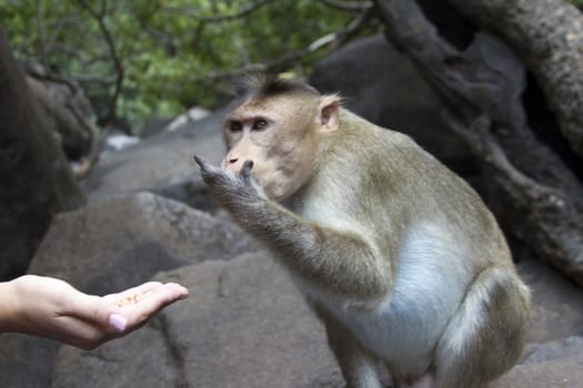 Portrait of a young Macaque taking on food with his hands. India Goa.