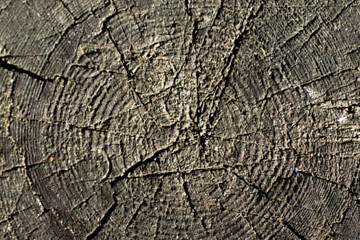 close-up wooden cut texture. For your commercial and editorial use.