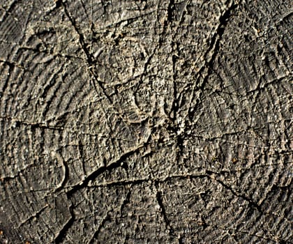 close-up wooden cut texture. For your commercial and editorial use.