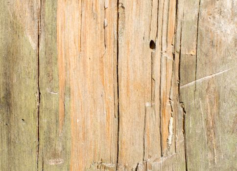 Old wood texture. For your commercial and editorial use.