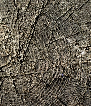 close-up wooden cut texture. For your commercial and editorial use.