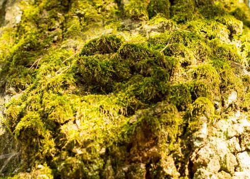 moss. For your commercial and editorial use.
