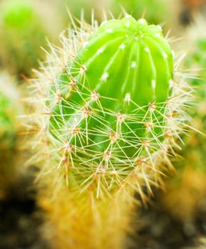 cactus close up. For your commercial and editorial use.