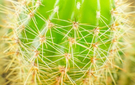 Close up cactus texture detail. For your commercial and editorial use.