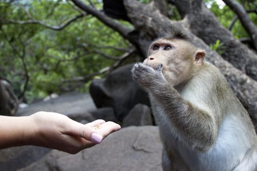 Portrait of a young Macaque taking on food with his hands. India Goa.