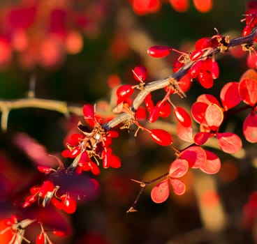 A branch of the ripe berries of barberry. For your commercial and editorial use.