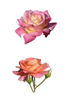 Clos-up of two roses isolated on white background