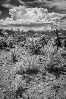Assorted wild cactus plants in Arizona desert