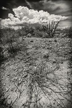 Wide angle view of dry shrub in desert wilderness