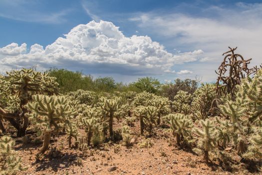 Desert wilderness with cactus plants in Arizona