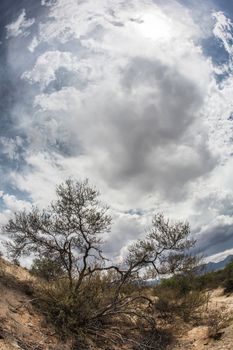 Wide angle view of dramatic sky above dry shrubs