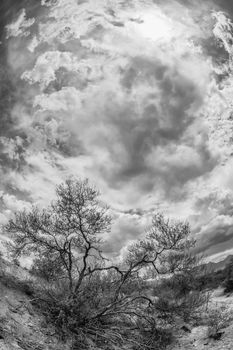 Black and white wide angle view of dry shrubs