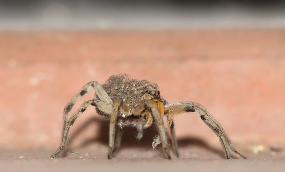 Close up of female wolf spider with babies on back