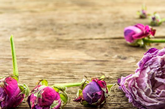 Red rose over wooden background. For your commercial and editorial use.