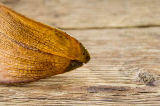 diseased leaf orchid lie on a wooden background.