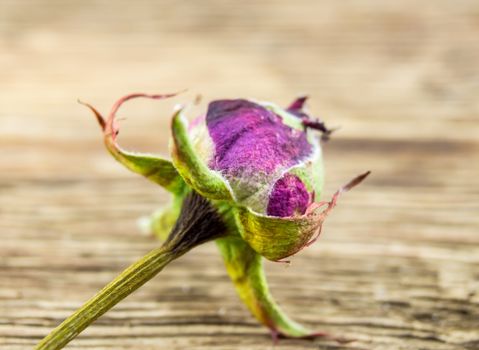 A dried rose lie on a wooden background