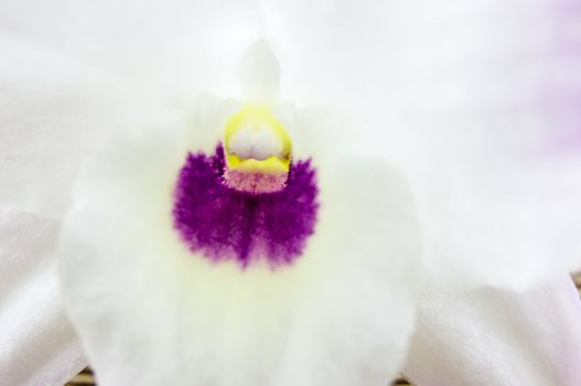 orchid flowers lie on a wooden background