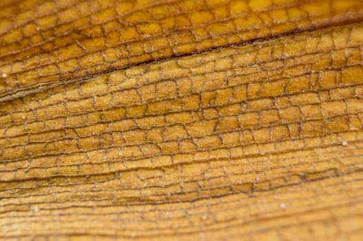 diseased leaf orchid lie on a wooden background.