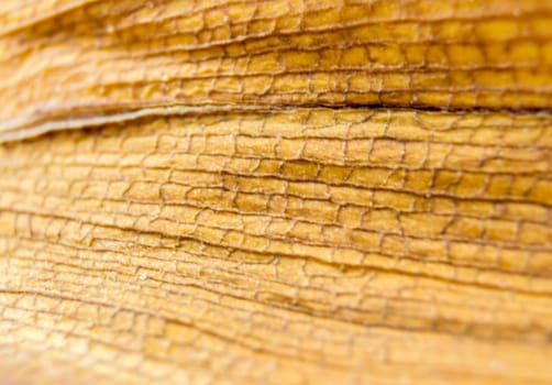 diseased leaf orchid lie on a wooden background.