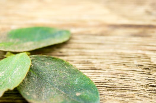 Cyclamen leaves lie on a wooden background