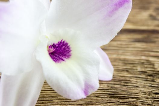 orchid flowers lie on a wooden background