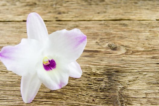 orchid flowers lie on a wooden background