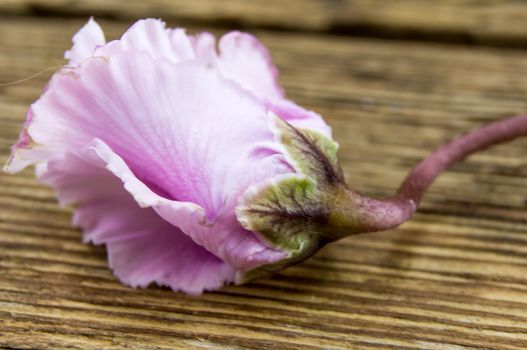 A dried rose lie on a wooden background