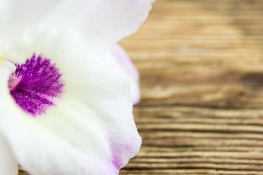 orchid flowers lie on a wooden background