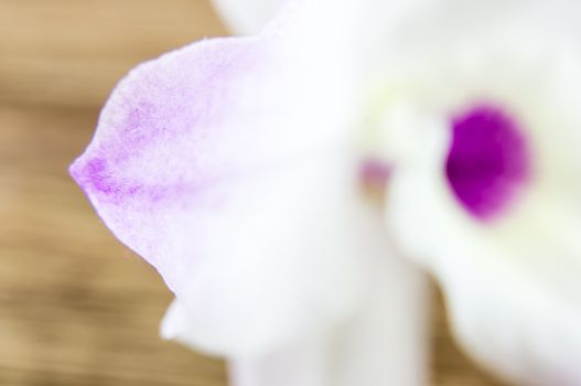 orchid flowers lie on a wooden background