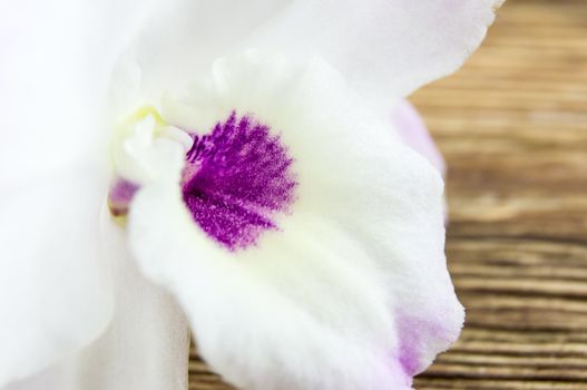 orchid flowers lie on a wooden background