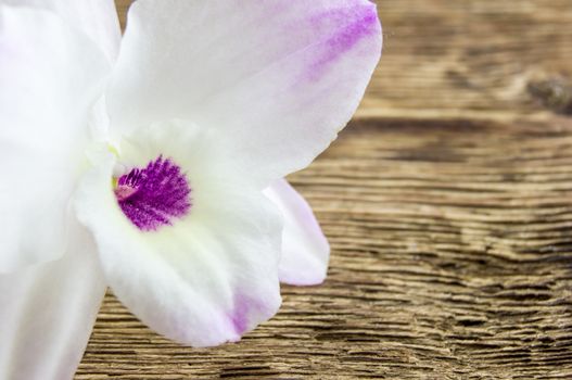 orchid flowers lie on a wooden background