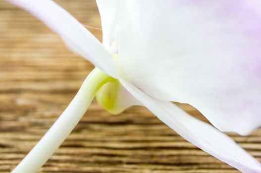 orchid flowers lie on a wooden background