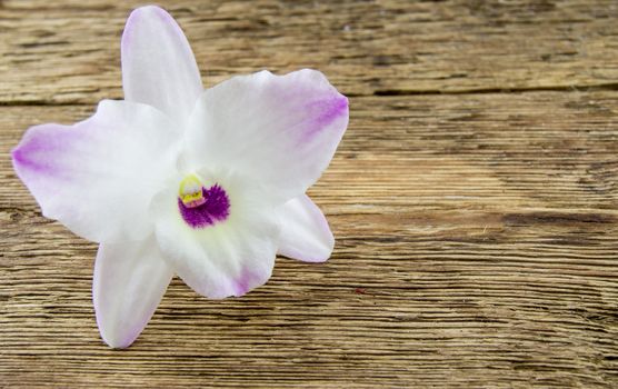 orchid flowers lie on a wooden background