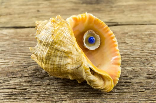 Sea shell  lie on a wooden background.