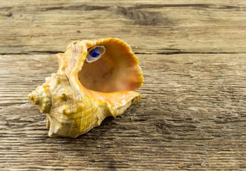 Sea shell  lie on a wooden background.