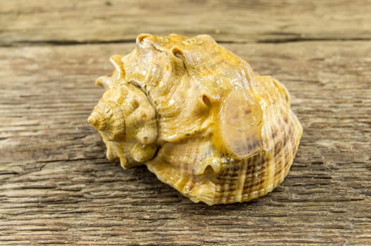 Sea shell  lie on a wooden background.