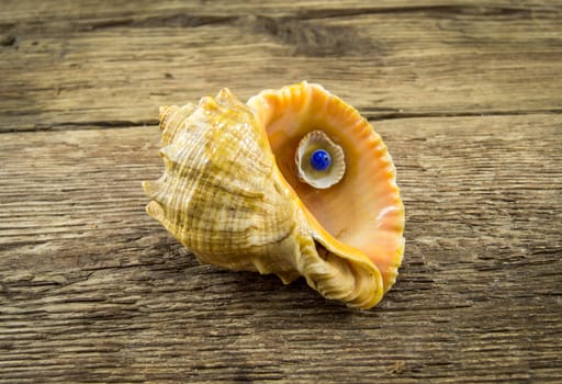 Sea shell  lie on a wooden background.