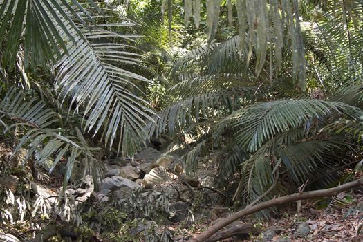 The mysterious jungles of India .Indiya Goa.