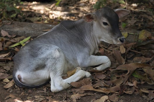 Calf Indian cows lying on the ground .Indiya Goa