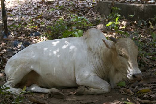 Brown cow lies on the ground. India Goa.