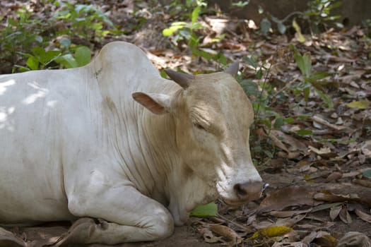 Brown cow lies on the ground. India Goa.