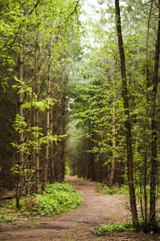 Beautiful English woodland scene with light coming though the trees.