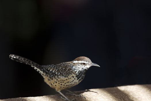 Cactus wren, a species native to the Southwest, perches in the shadowed sunlight on wall.  Bird is a common species in the Sonoran desert of Arizona, USA. 