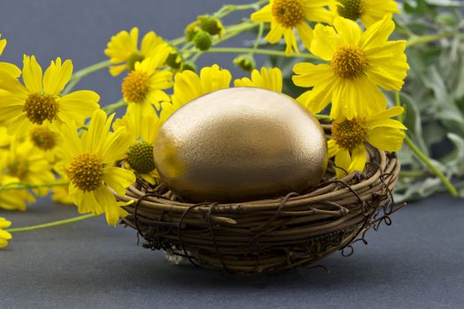 Spring flowers behind gold nest egg suggests recovery, success, and fresh financial strategies. Yellow daisy-like flowers are desert brittle bush, Encelia farinosa.   Horizontal image with gray background.